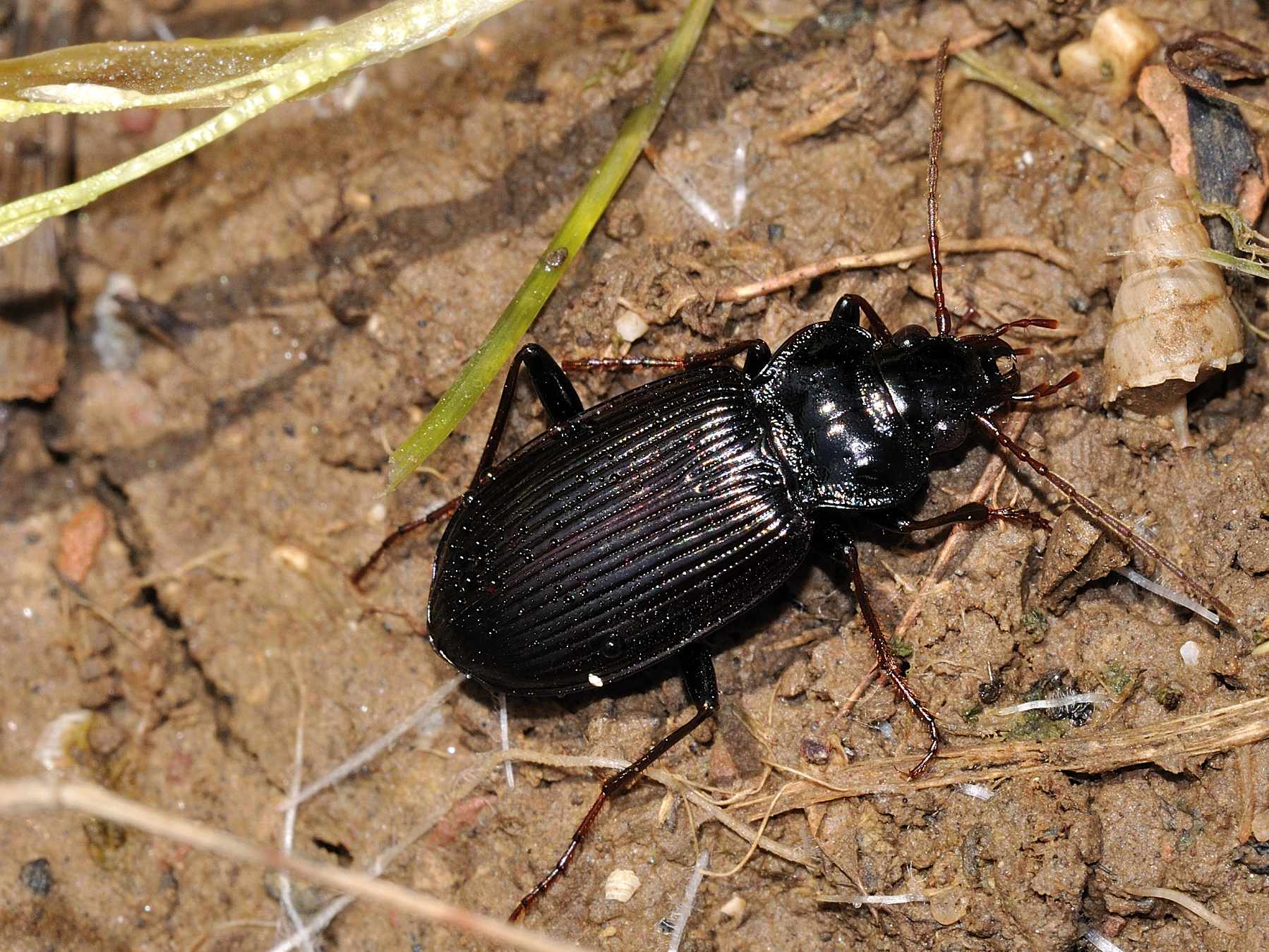 Carabidae - Nebria brevicollis